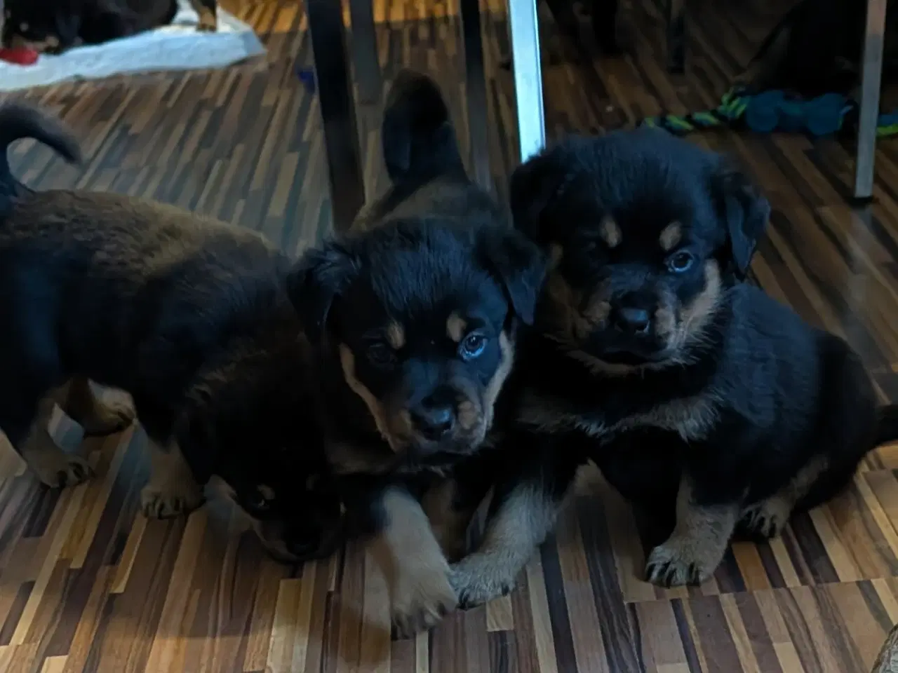 Billede 3 - Labweiler