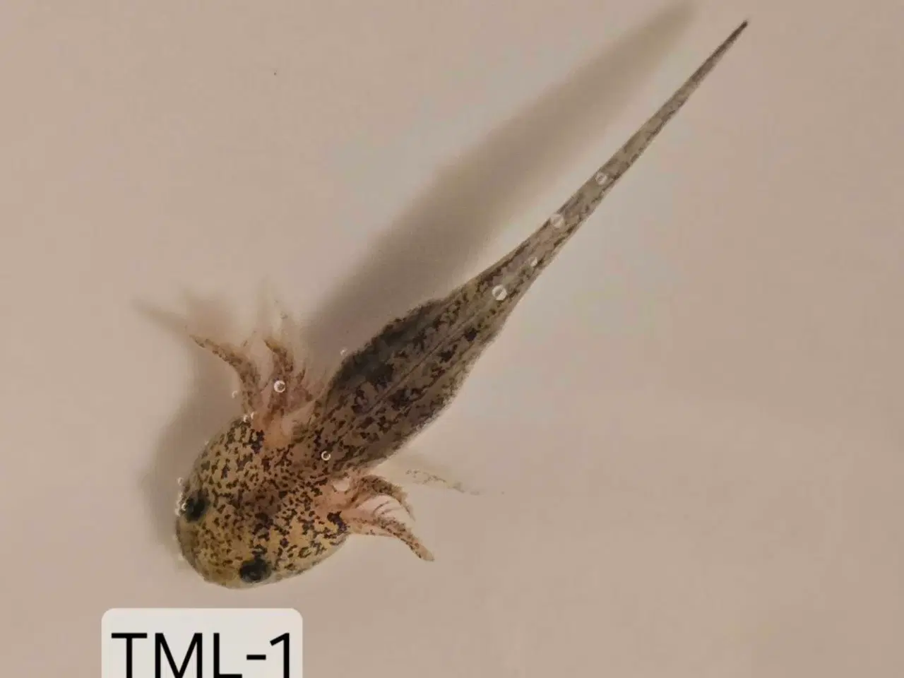 Billede 5 - Sjældene Axolotl unger m. Stamtavle 