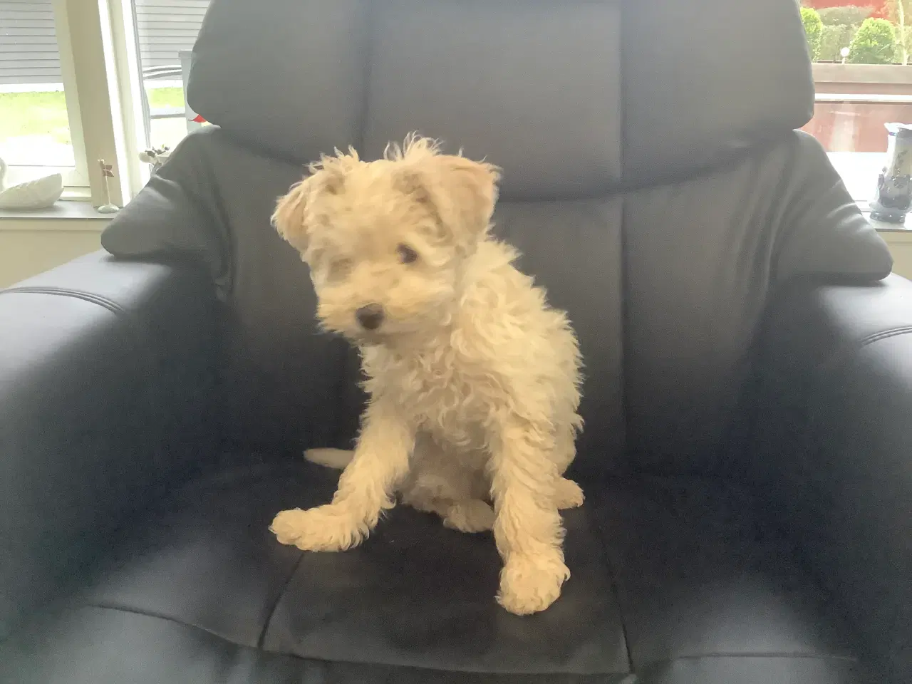 Billede 2 - Mellem Puddel