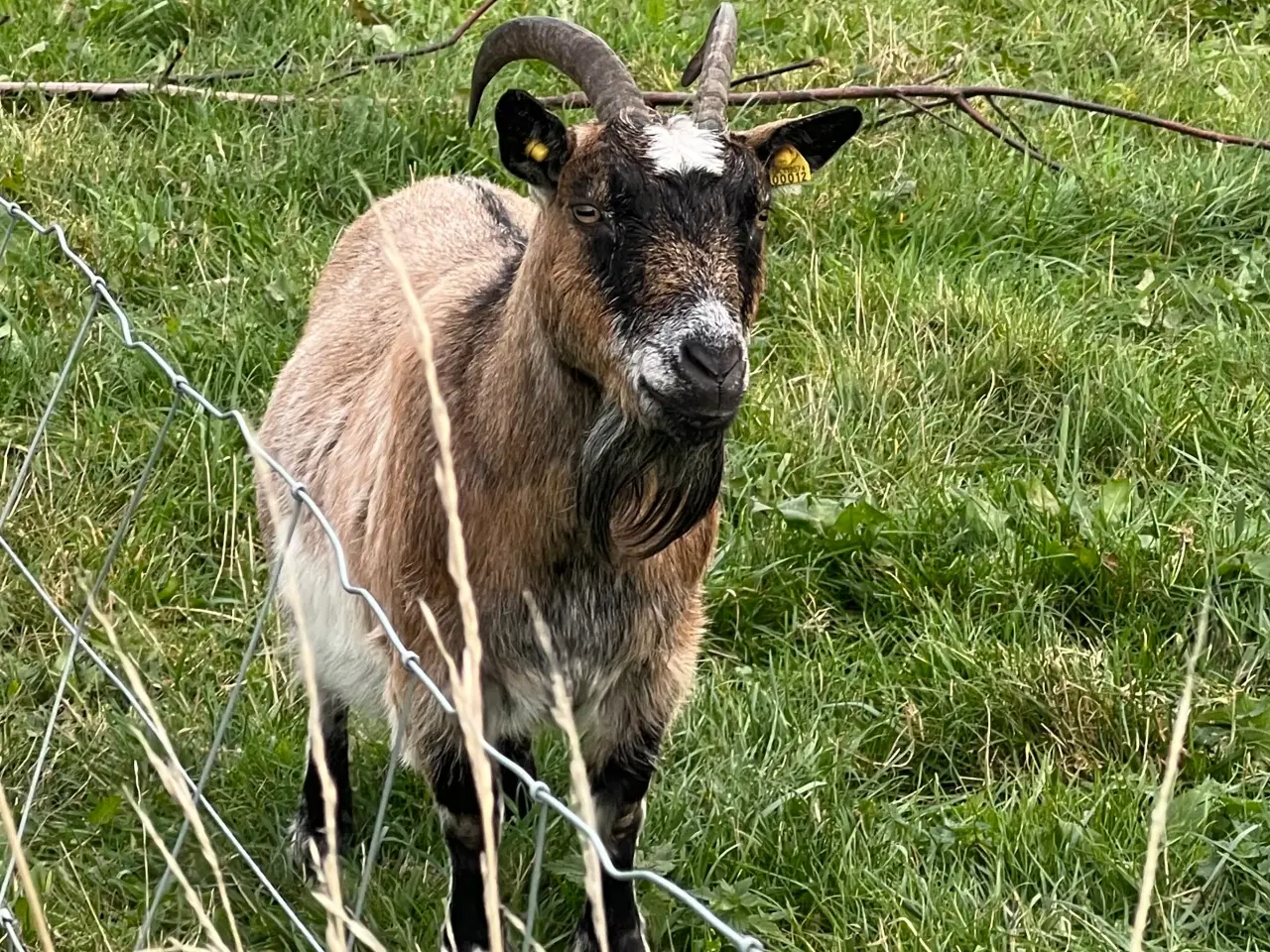 Billede 3 - To dværggeder Mette og Herman