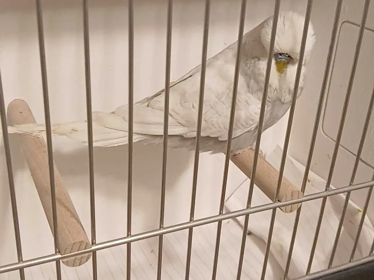 Billede 7 - 1 engelsk undulat han