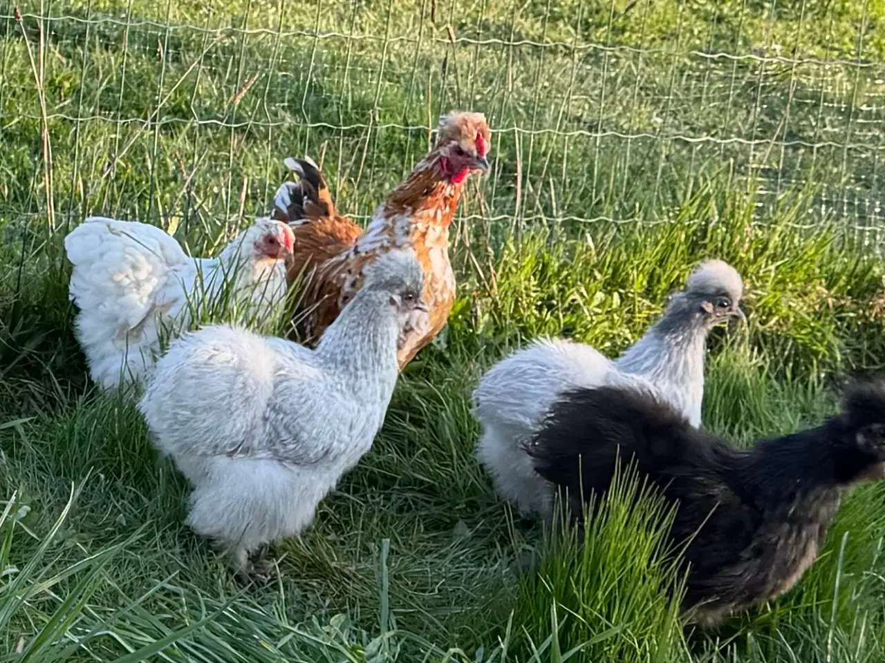 Billede 1 - Silker en kochin og blandings hane