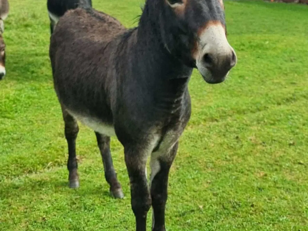 Billede 2 - Sødeste æsel hingst