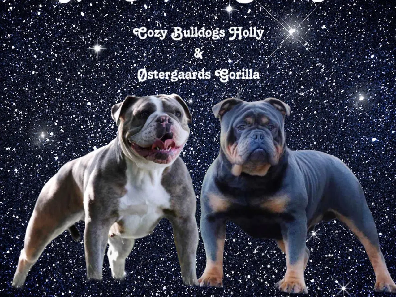 Billede 2 - Old english bulldog hvalpe 