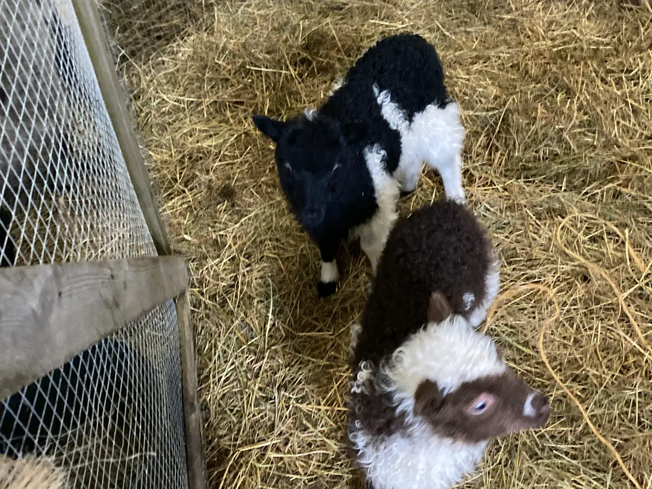 Billede 4 - 4 Gimmer lam spælsau 