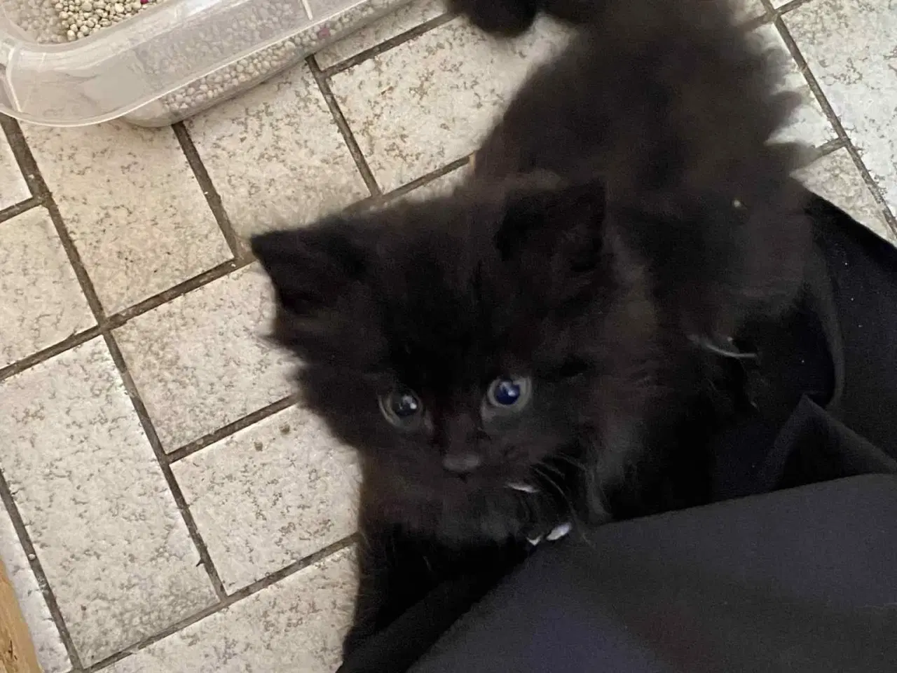 Billede 5 -  Skønne Maincoon killinger