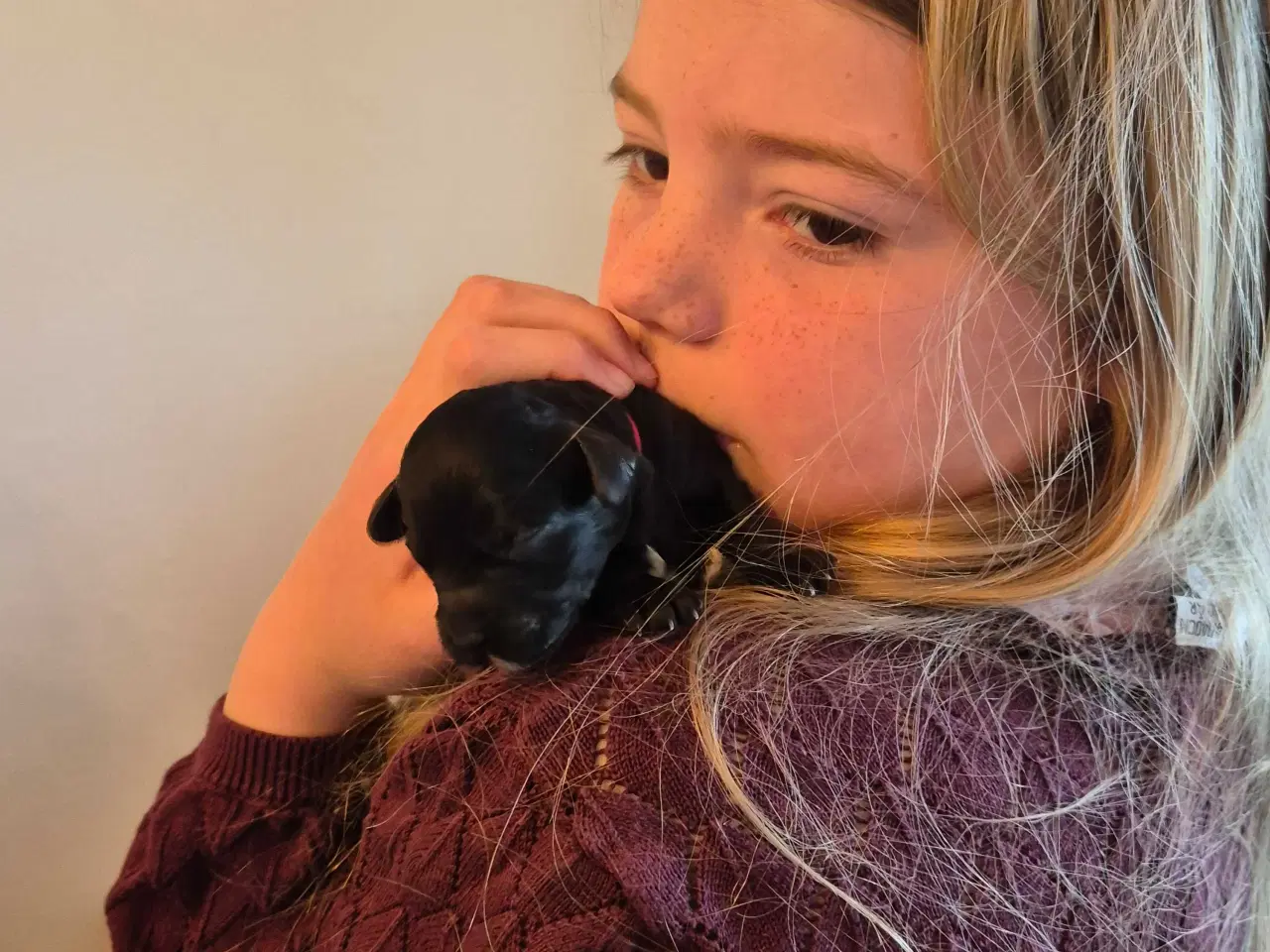 Billede 4 - Mini cockapoo f1B