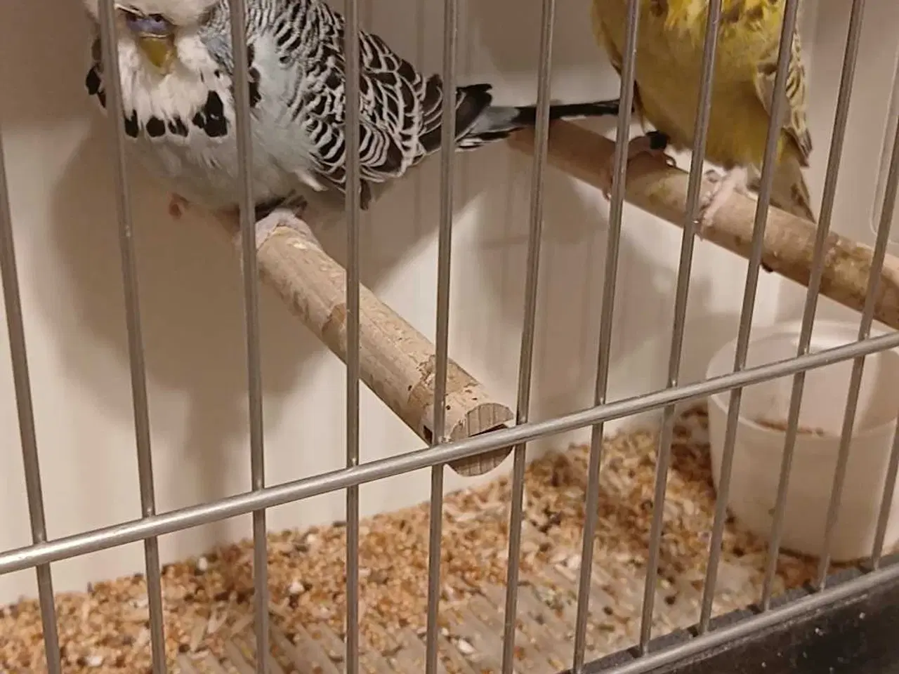 Billede 1 - 1 par Engelske undulater