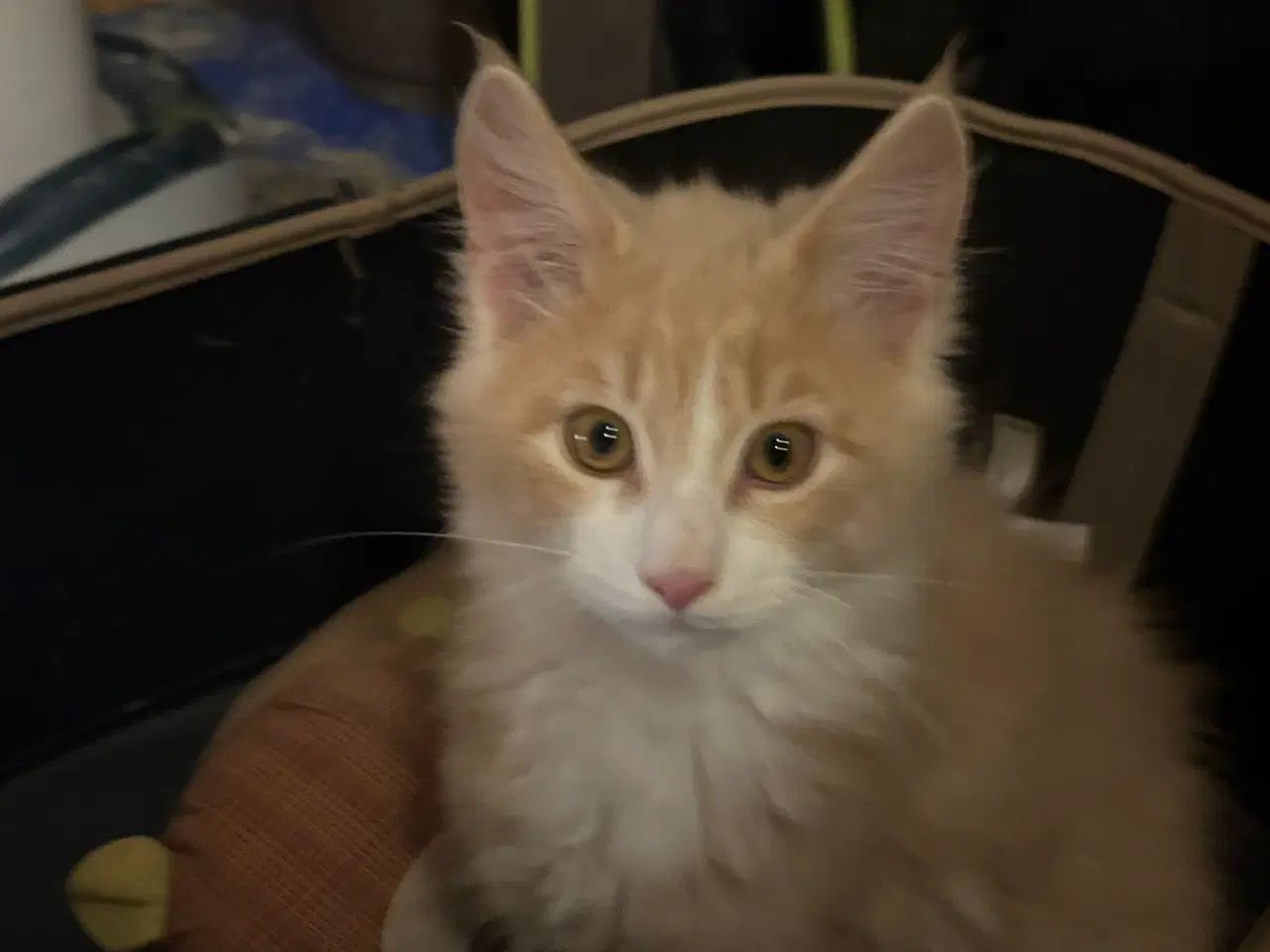 Billede 2 - Dejlige smukke og flotte