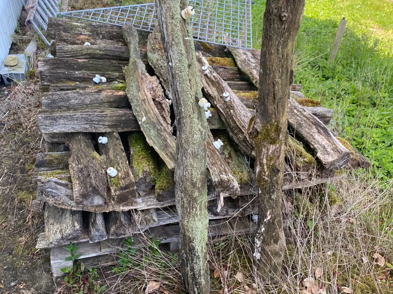 Billede 1 - Hegnspæle EG natur