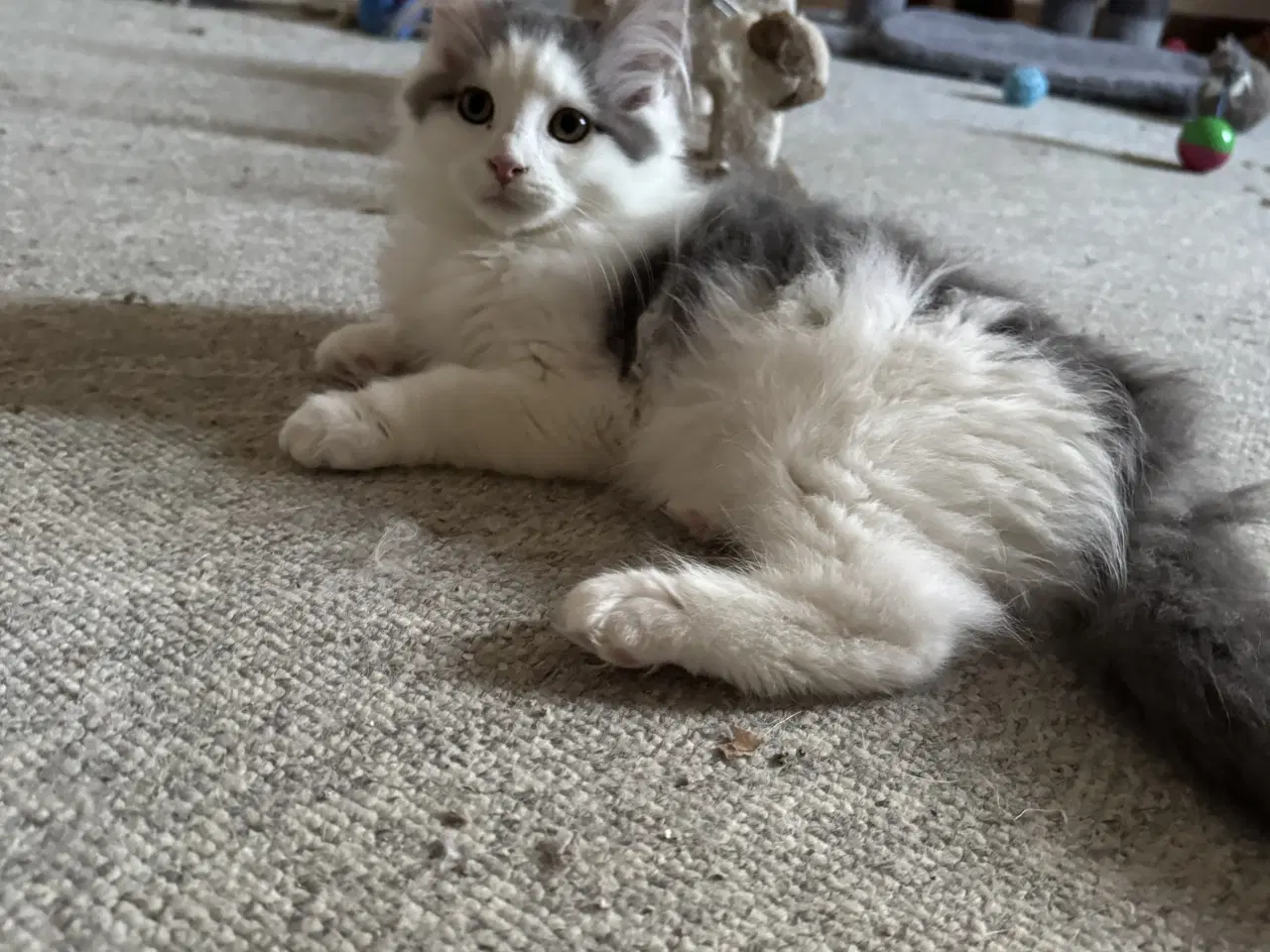 Billede 5 - Maine Coon blandings hankilling sælges 