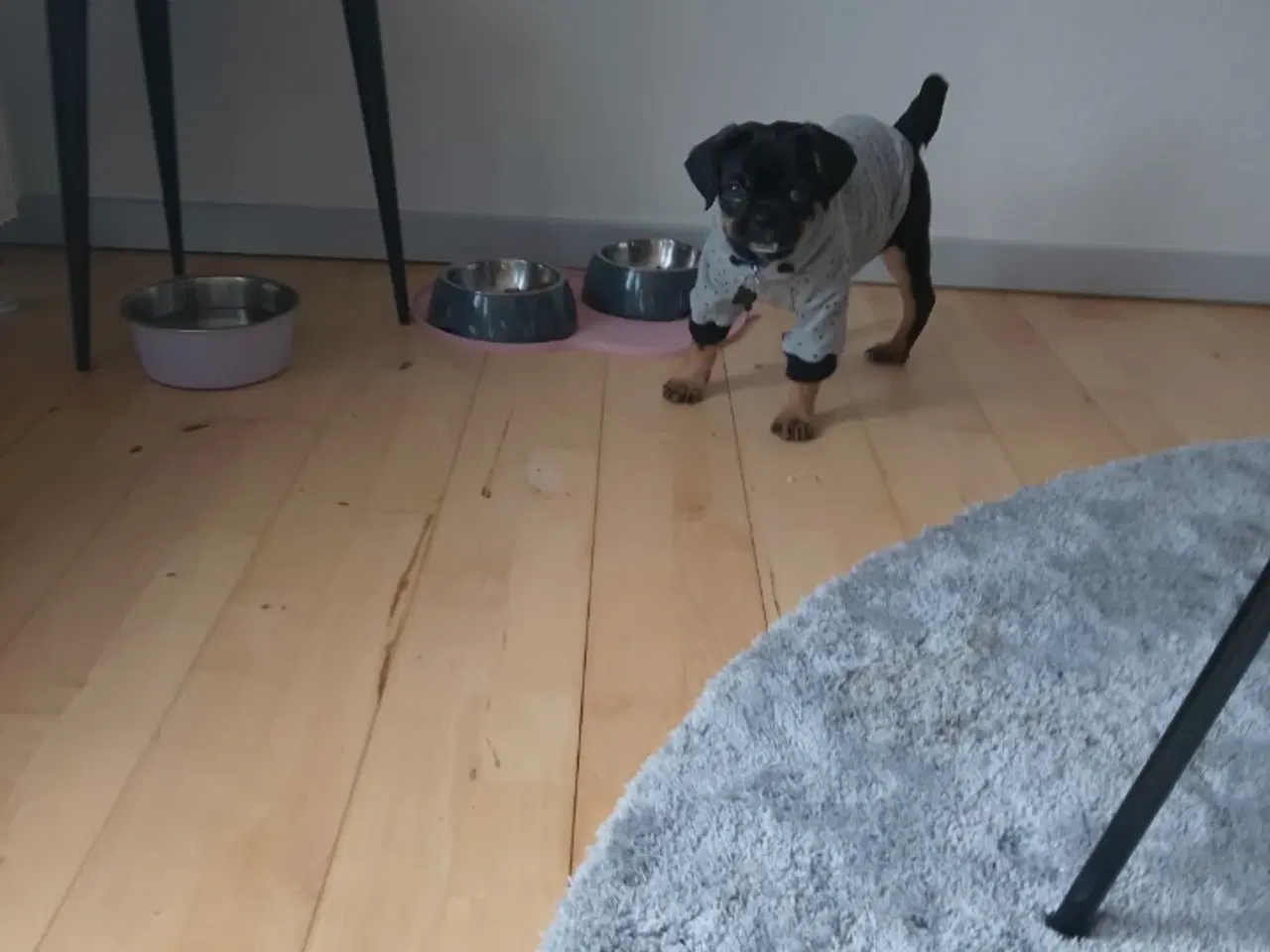 Billede 2 - Mops han på 3 mdr.