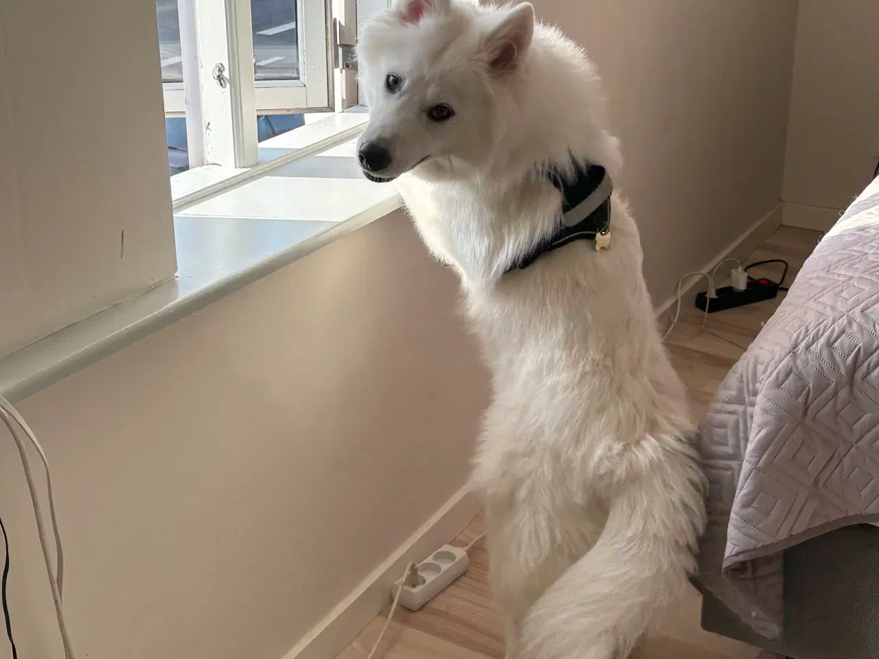 Billede 4 - Samojede spids 