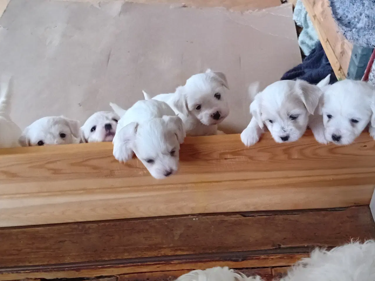 Billede 3 - Coton de Tulear / Malteser. Bomuldshund.