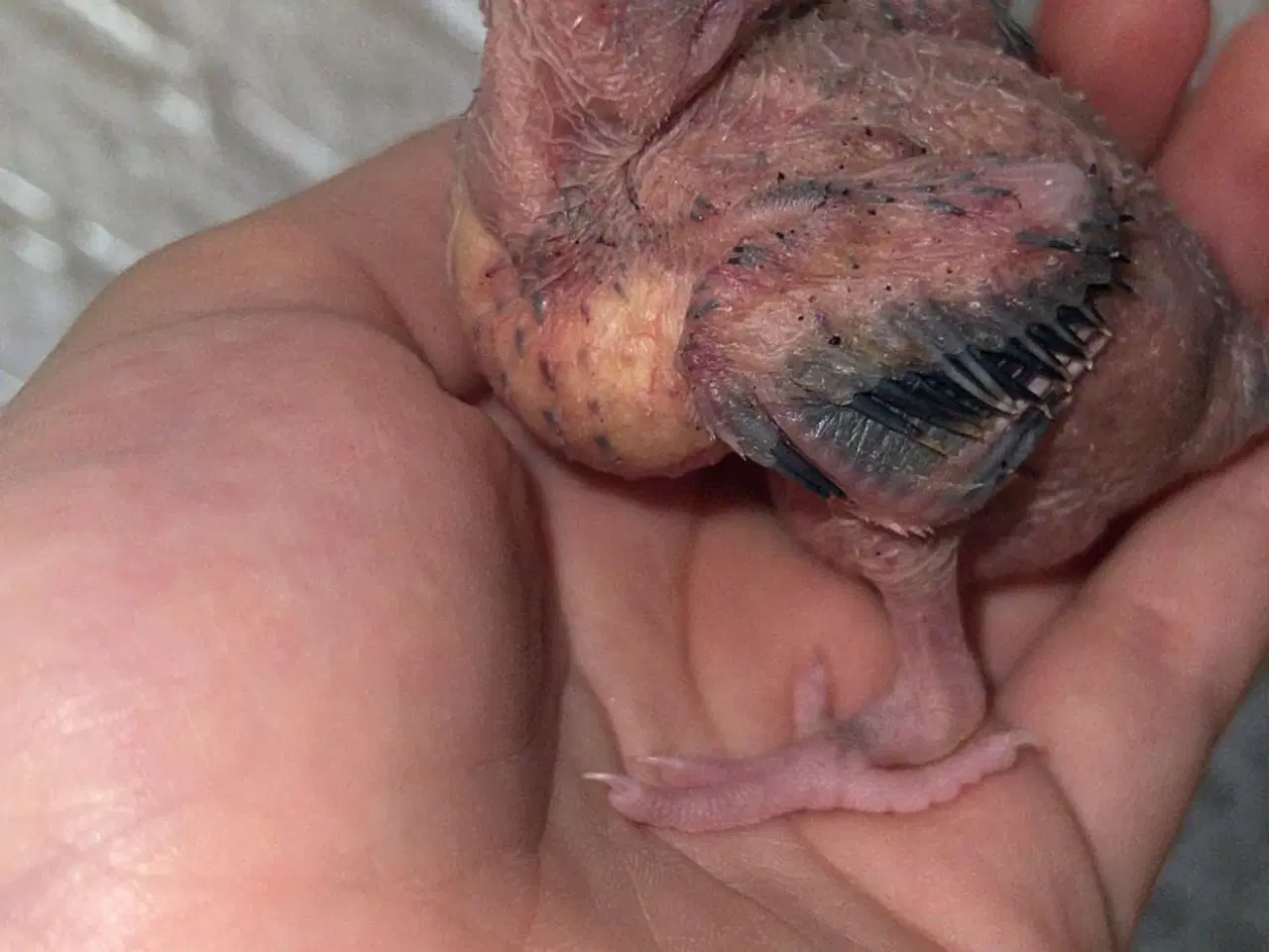 Billede 10 - 100% Tammr nymfeparakit unger