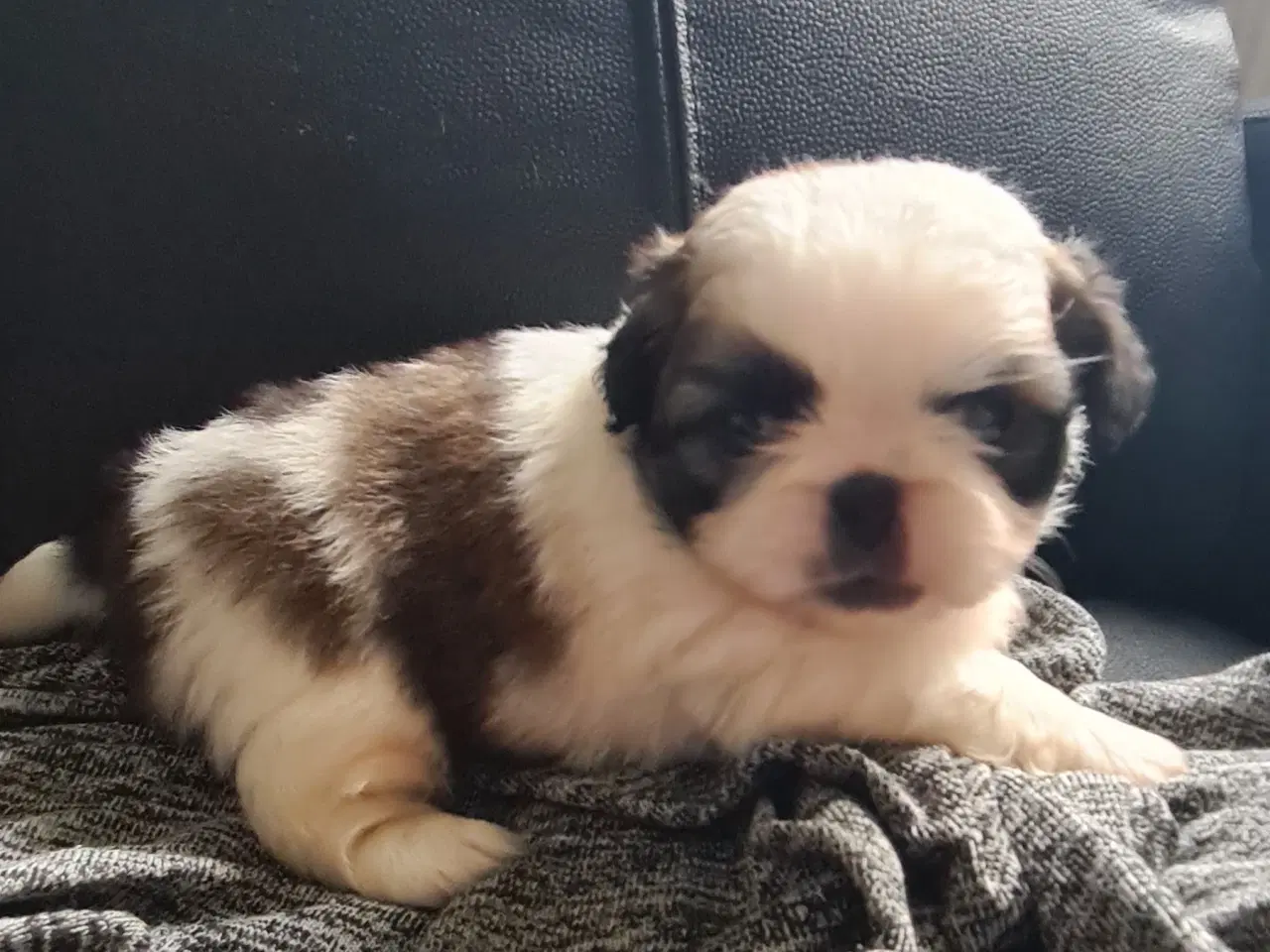 Billede 2 - Pekingeser piger