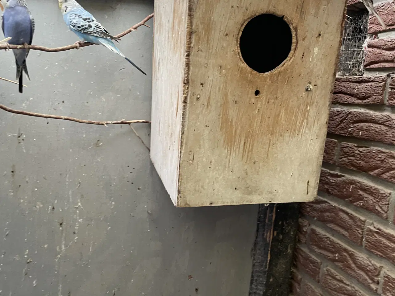 Billede 3 - Undulatunger 