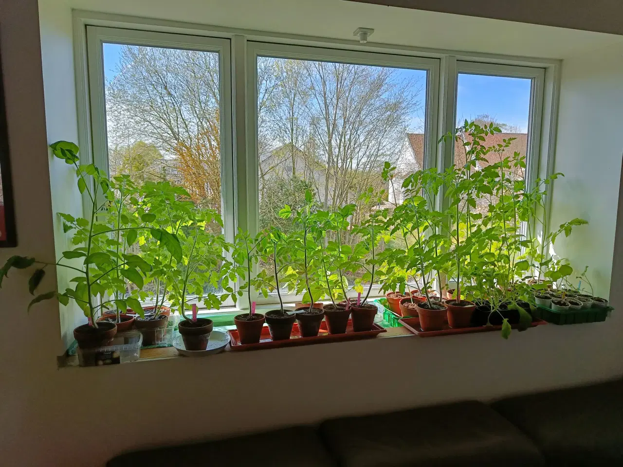 Billede 8 - Mange forskellige tomatplanter