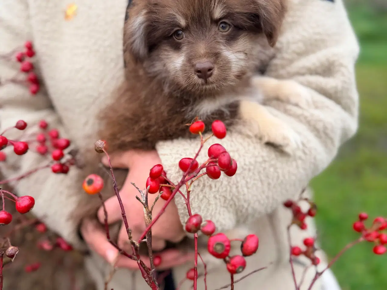 Billede 4 - Brune Pomapoo bamser