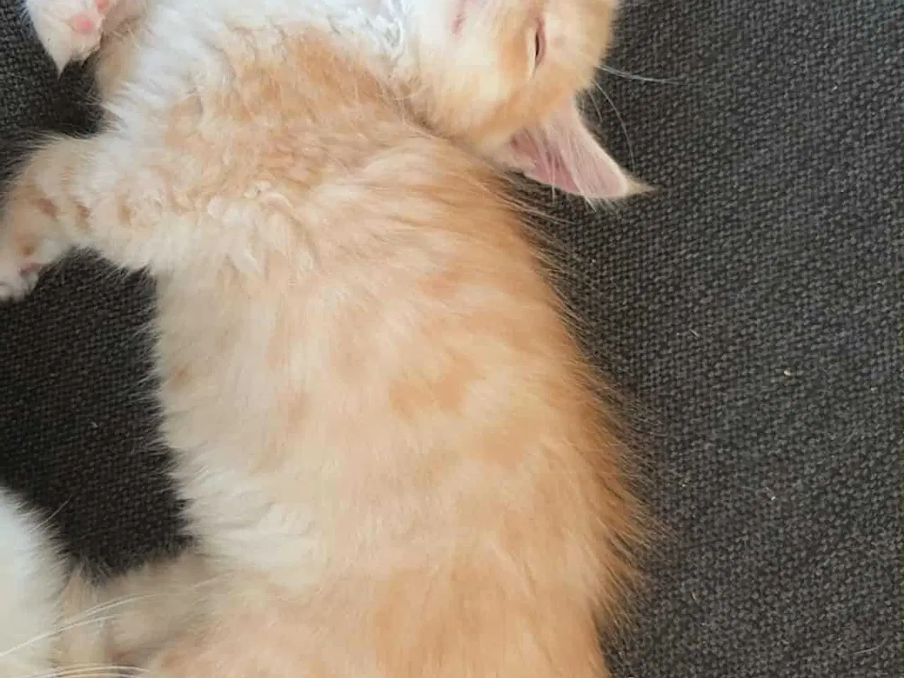 Billede 7 - Maine coon killinger uden stamtavle 