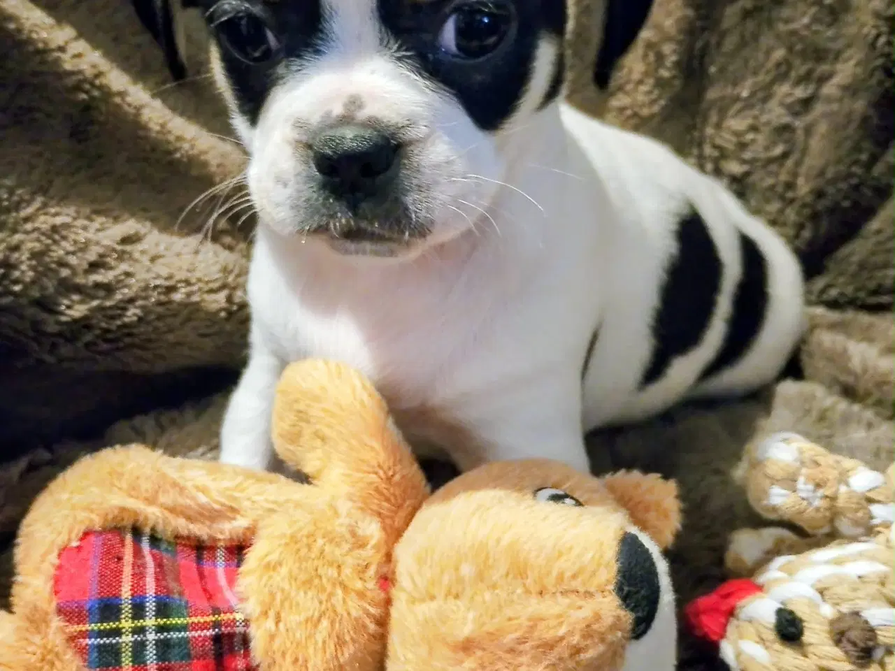 Billede 1 - Skønne 8 ugers små gadekryds