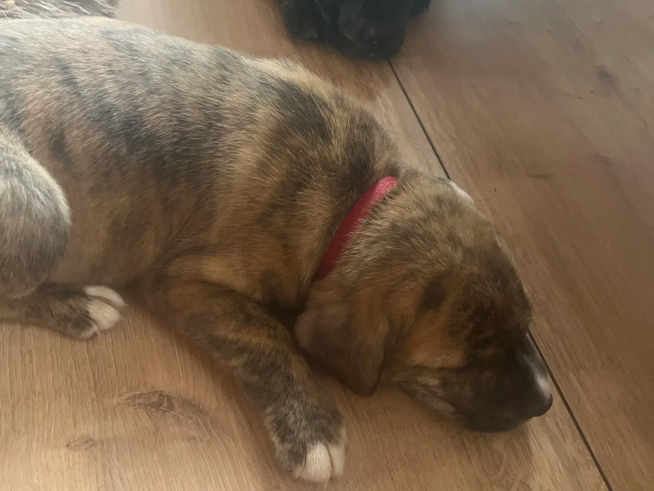 Billede 5 - Staffordshire bullterrier blandinger