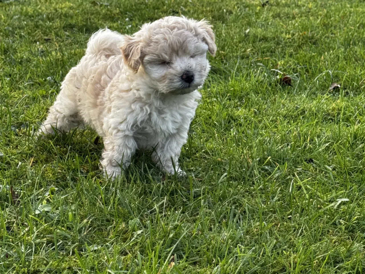 Billede 11 - Maltipoo Puddel Maltese