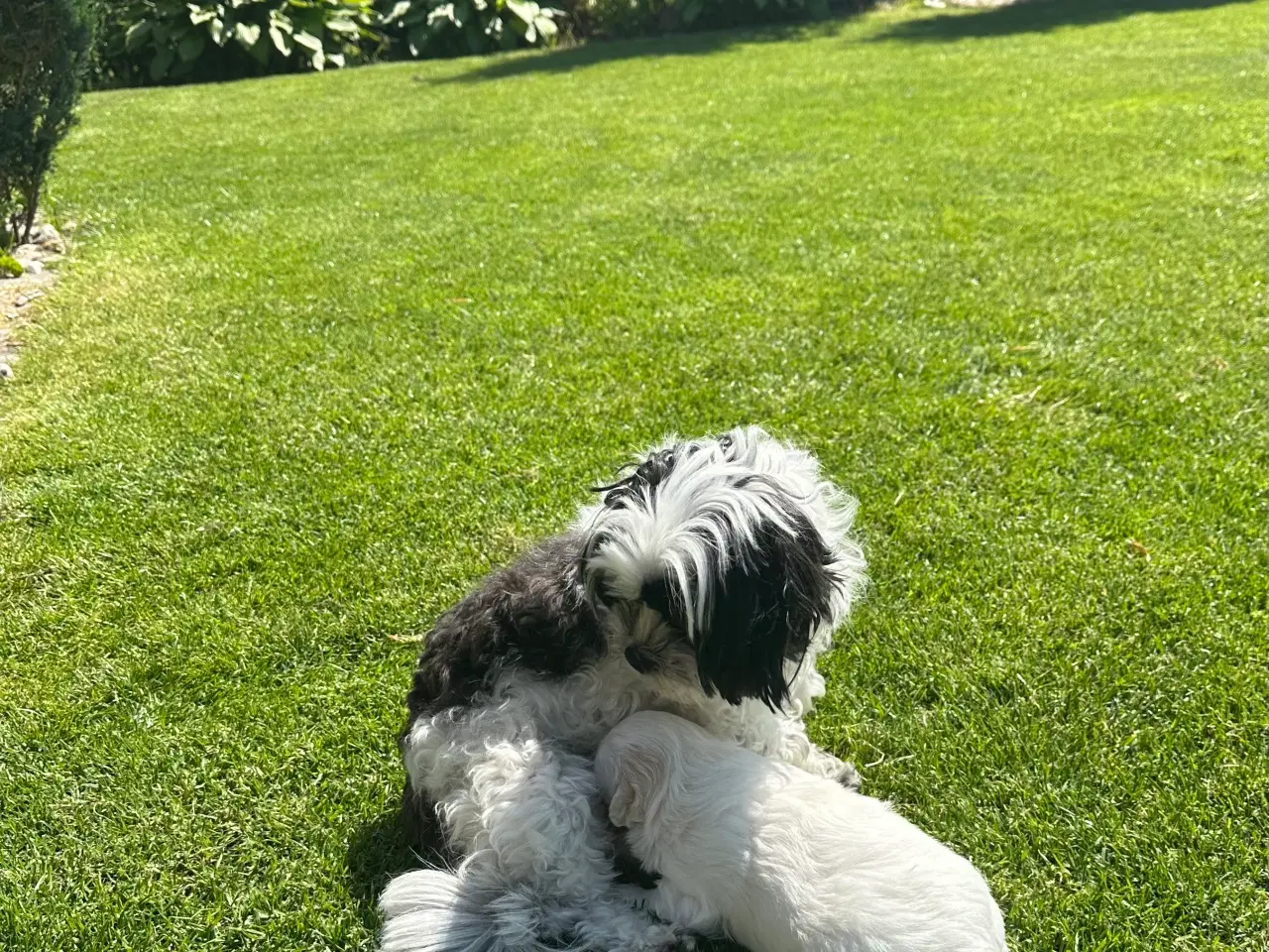 Billede 4 - Hundehvalp boomer (shih szu & Malteser). 