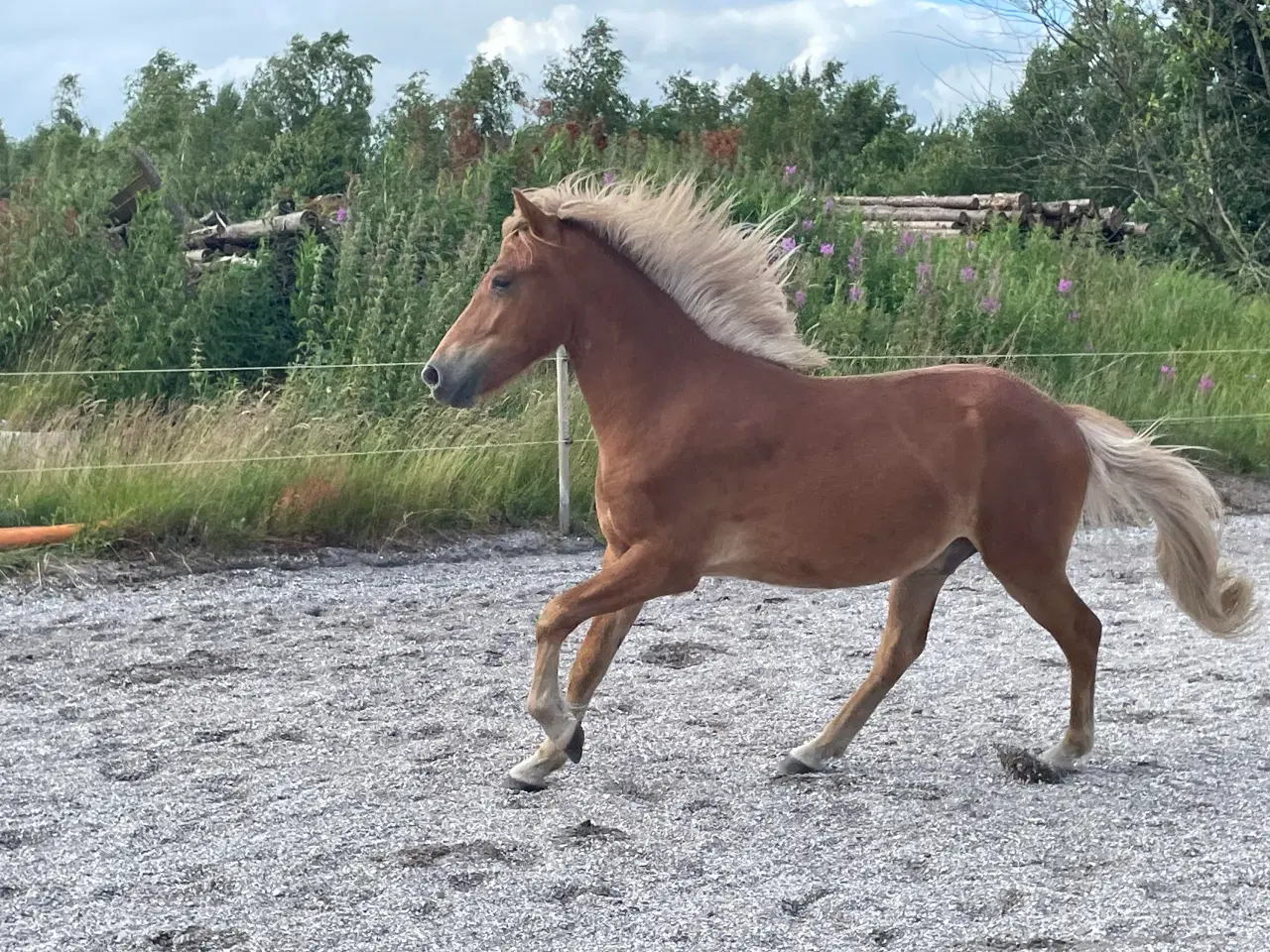 Billede 4 - Islænder vallak 3 år