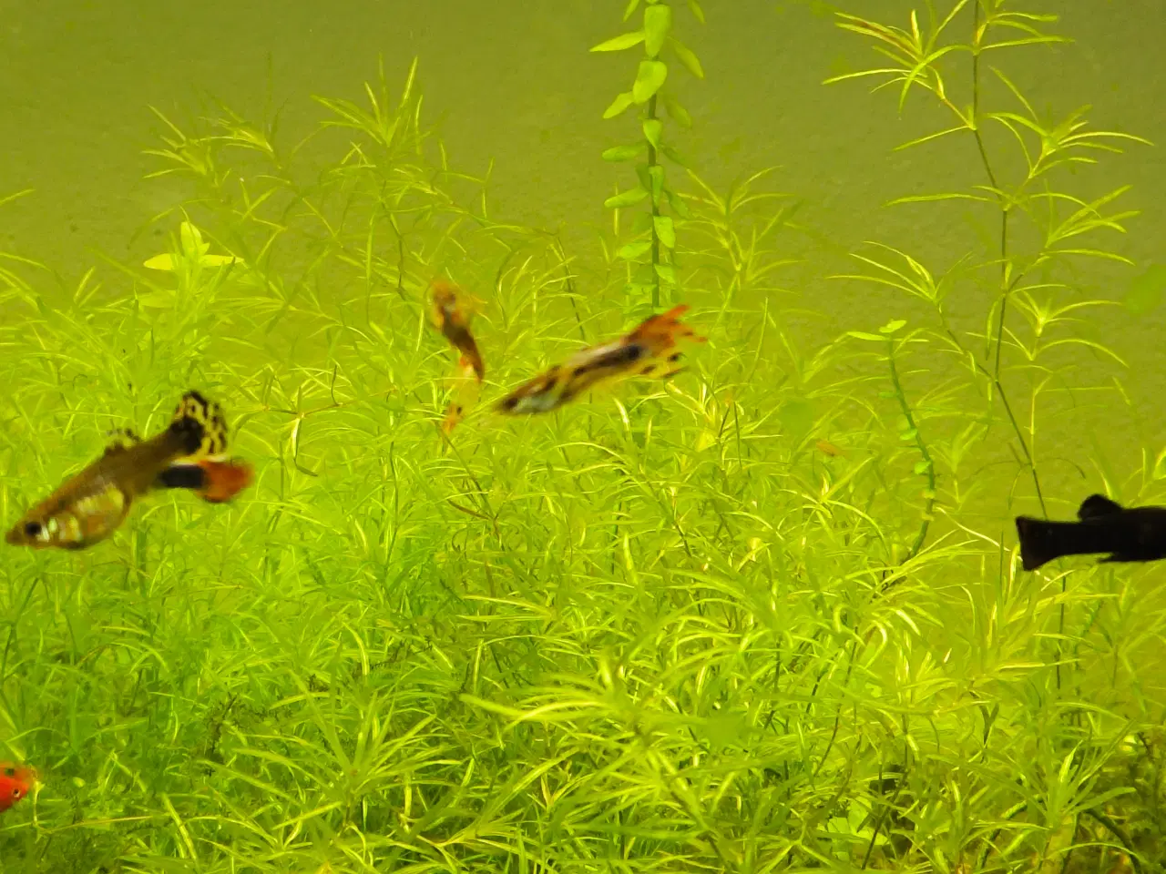 Billede 7 - Gubby, rejer, Helena snegle