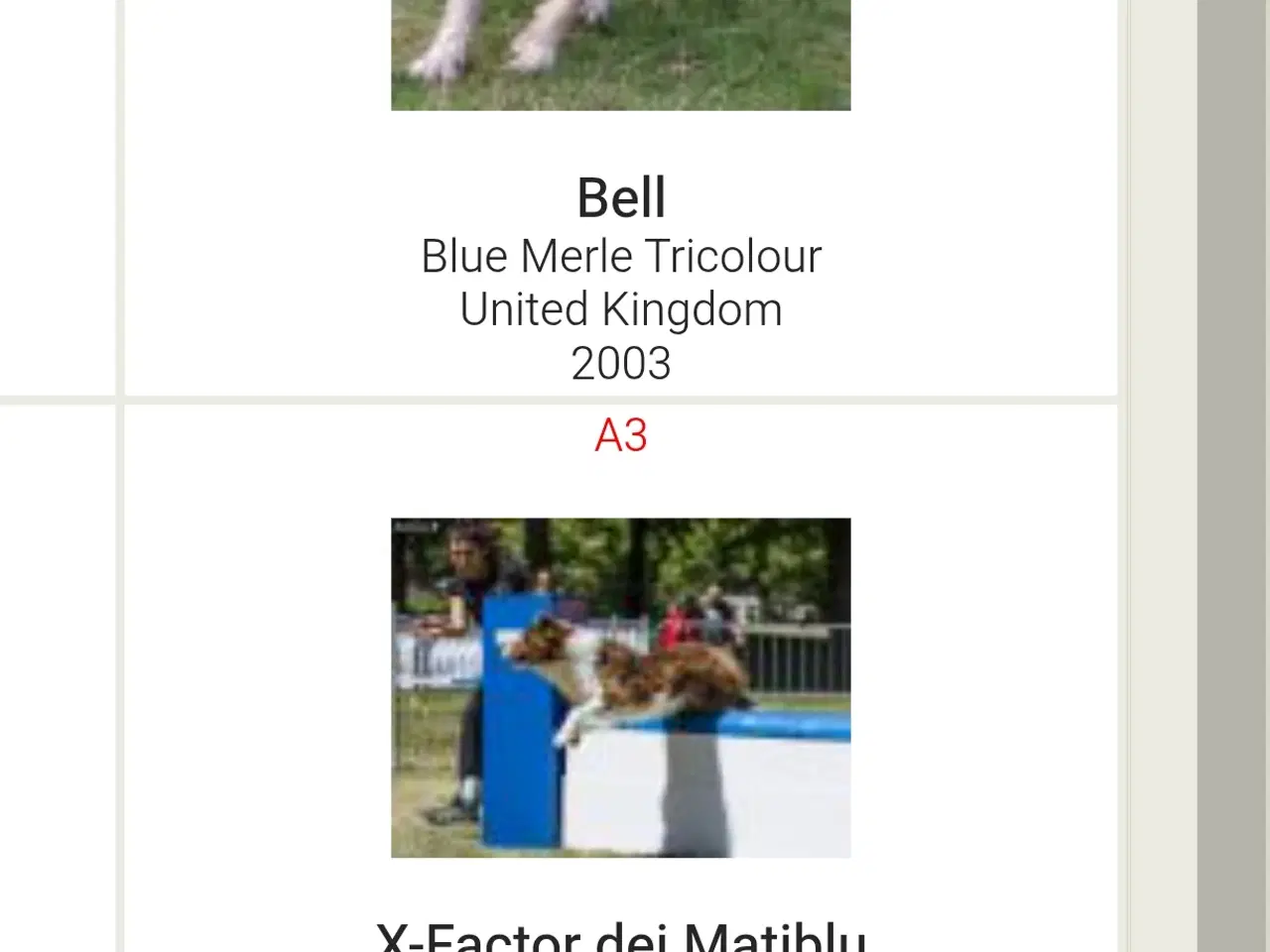 Billede 9 - Hvalpe  stamtavle FC-I Border Collie ADHD, Agility