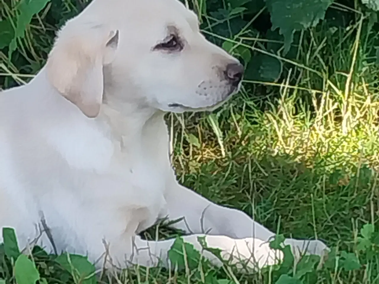 Billede 2 - Gule labrador hvalpe.