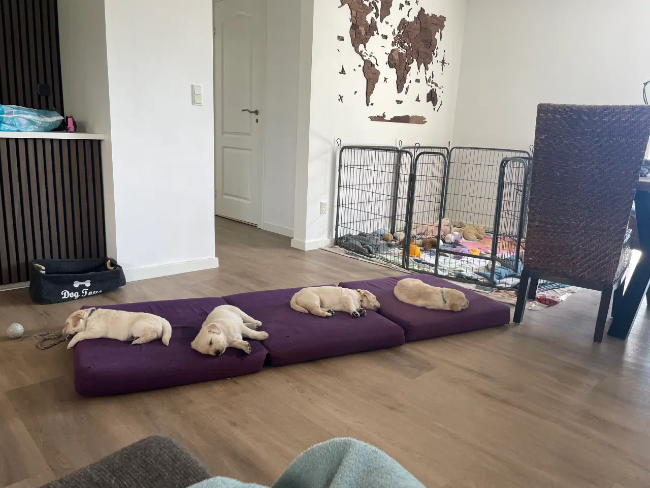 Billede 6 - Golden retriever hvalpe