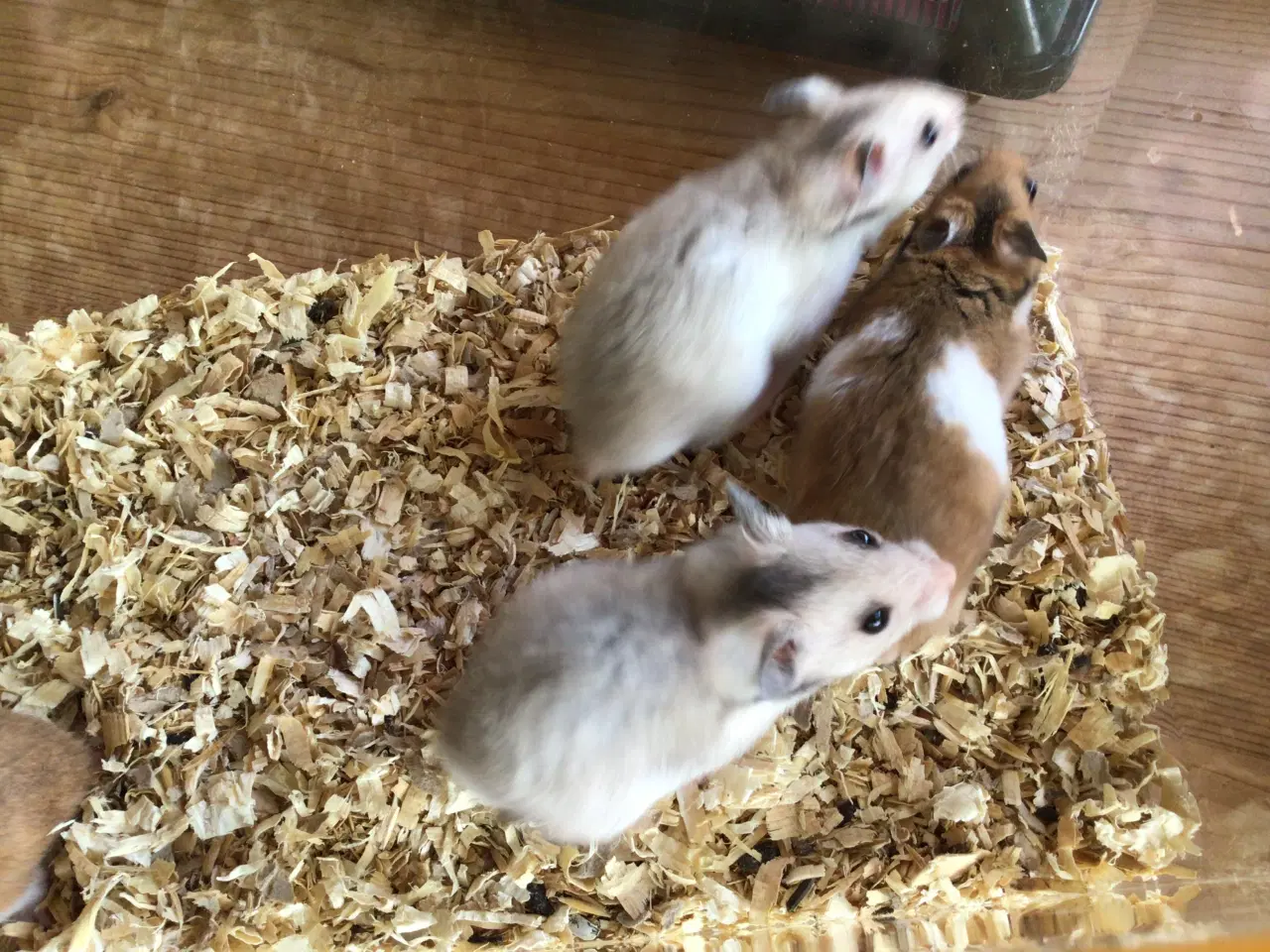 Billede 4 - Guldhamster 