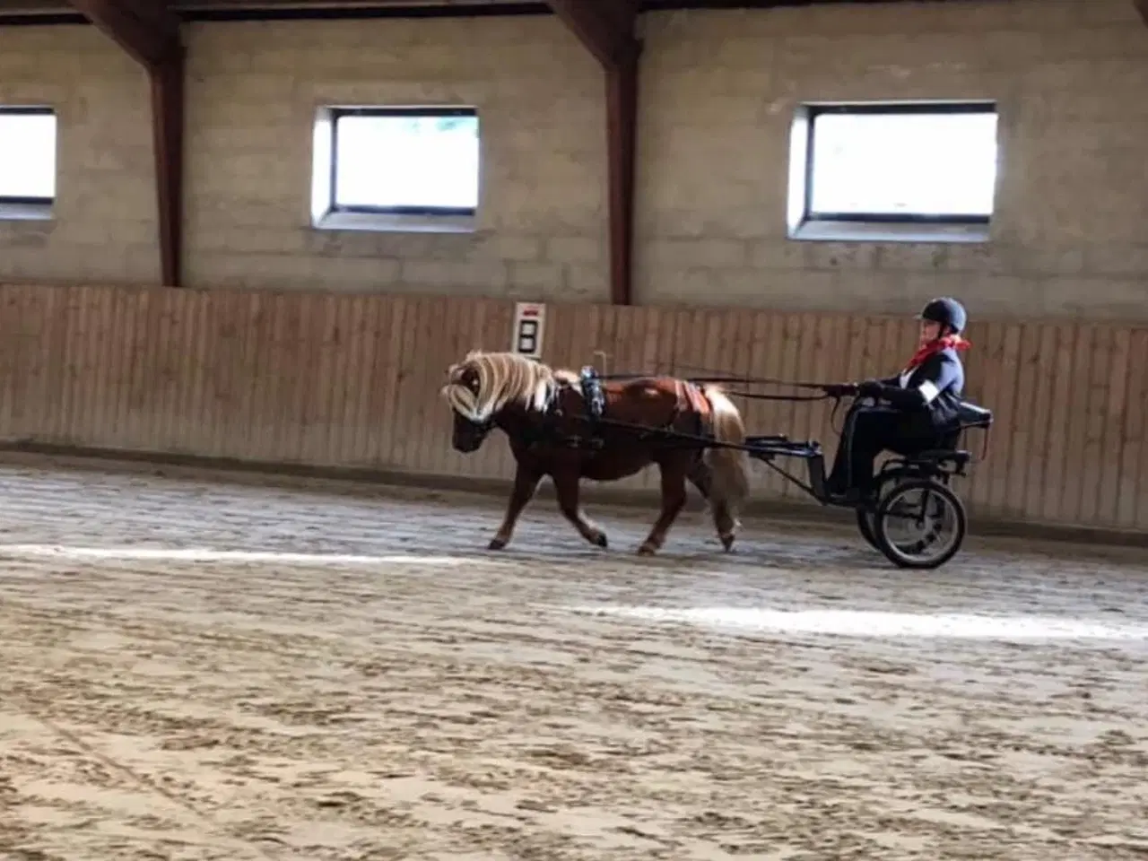 Billede 2 - Dejlig kåret Shetlændre hingst ride og kørevant