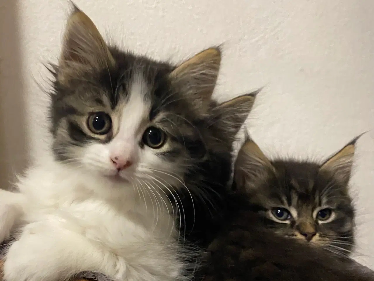 Billede 1 - Polydactyl Maine coon killinger