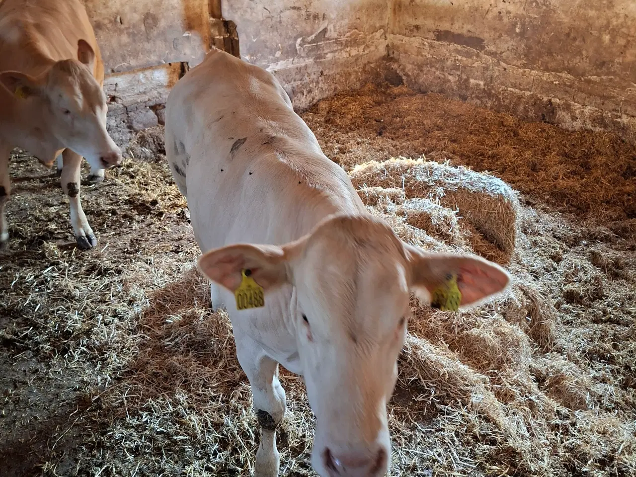 Billede 1 - 3 stk. flotte pollede blonde kvier
