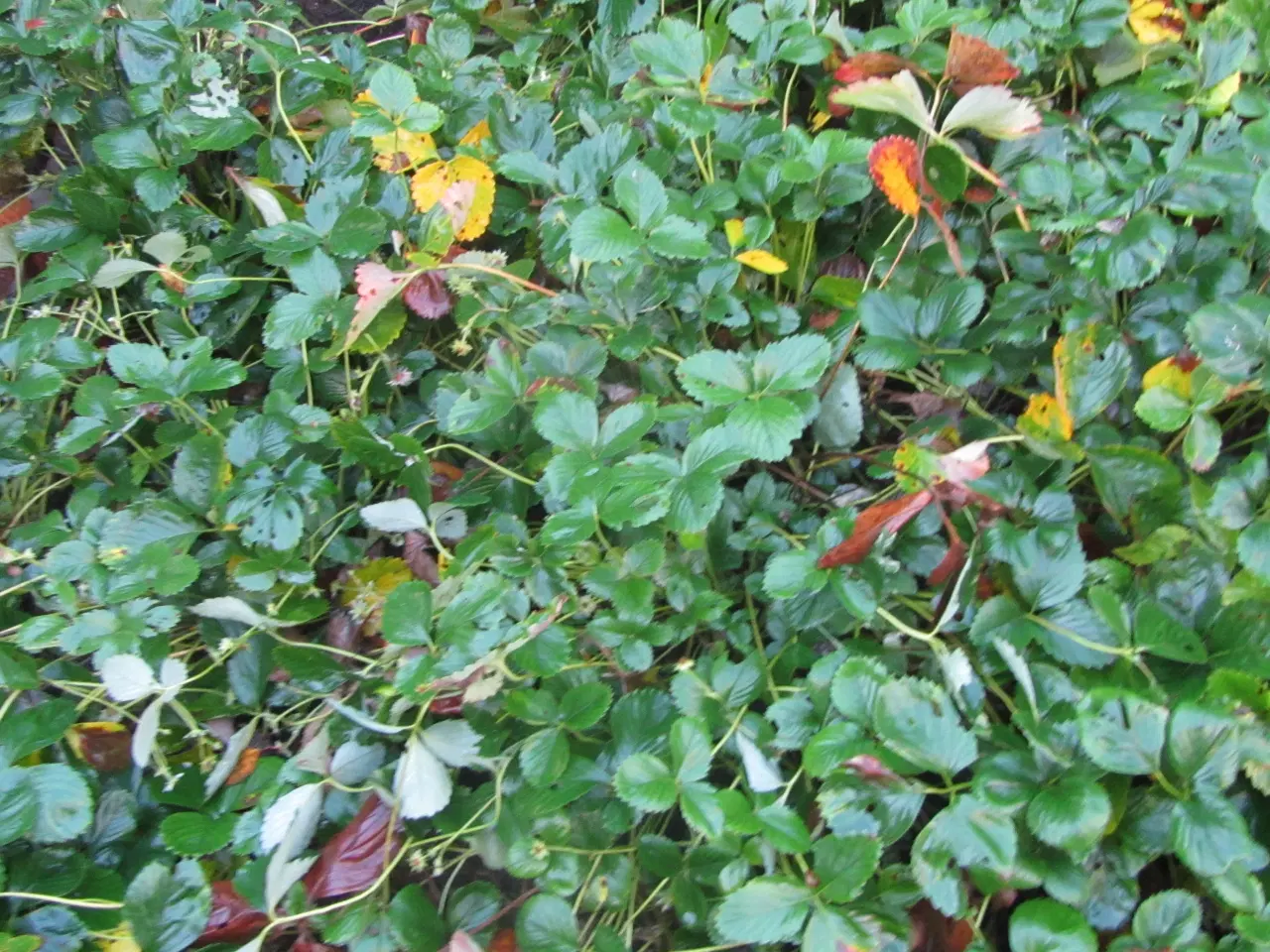 Billede 1 - kun få dage - gratis - ca. 20 store jordbærplanter