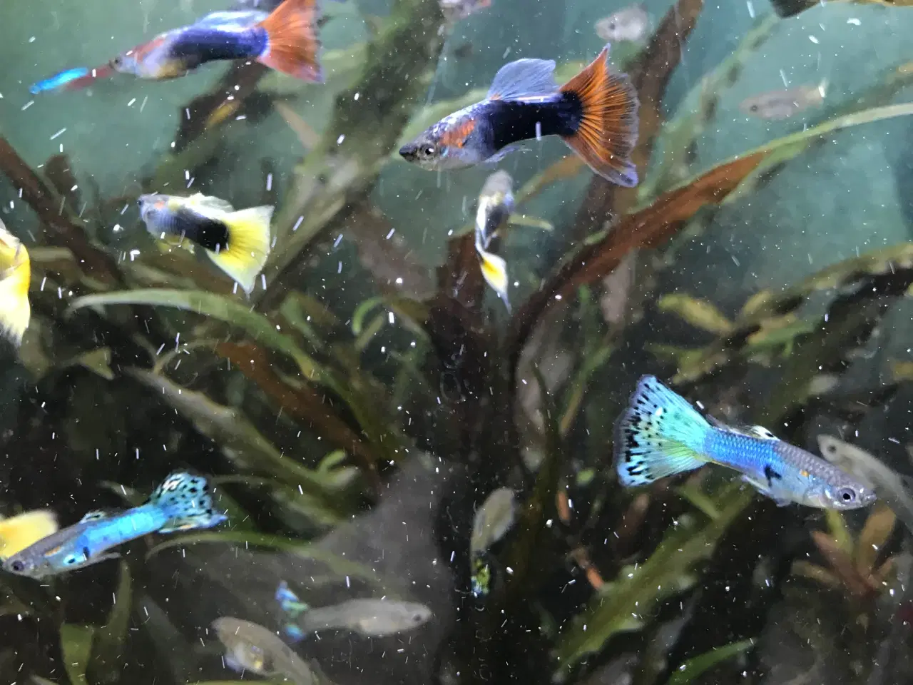 Billede 10 - 🐠 Guppy-unger Premium – 4-6 uger | Flot guppymix