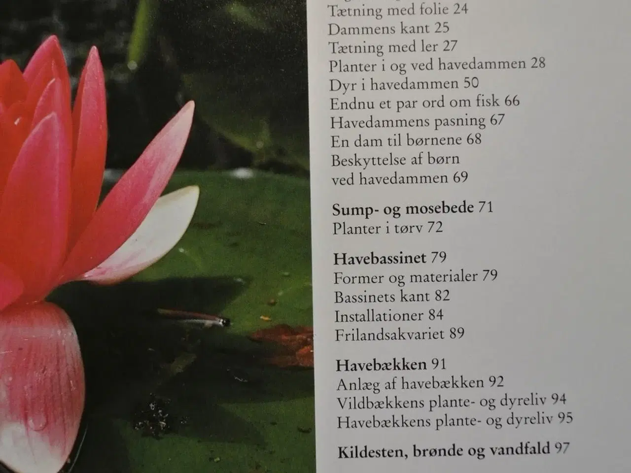 Billede 2 - den frodige vandhave - havedam og bæk, planter og 