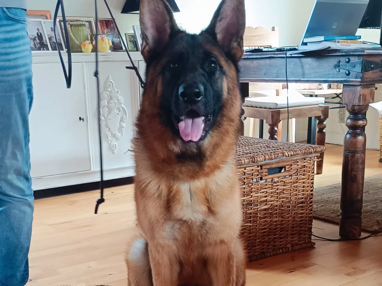 Billede 1 - Schæfer hund tæve 1 år