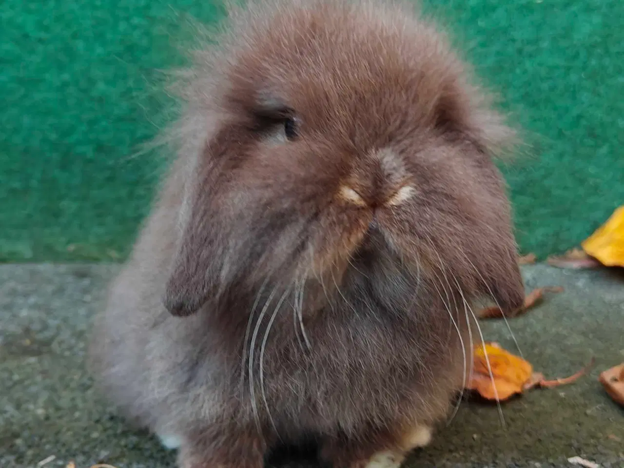 Billede 7 - Minilop/Lionlop