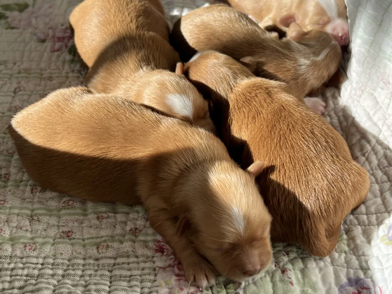 Billede 7 - 🧡Smukke Abrikos & Røde små 🧡