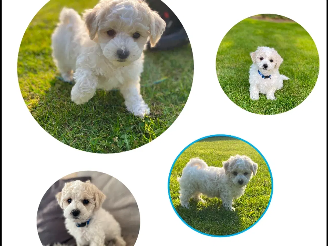 Billede 3 - Bichon Frise hvalpe med DKK stamtavle