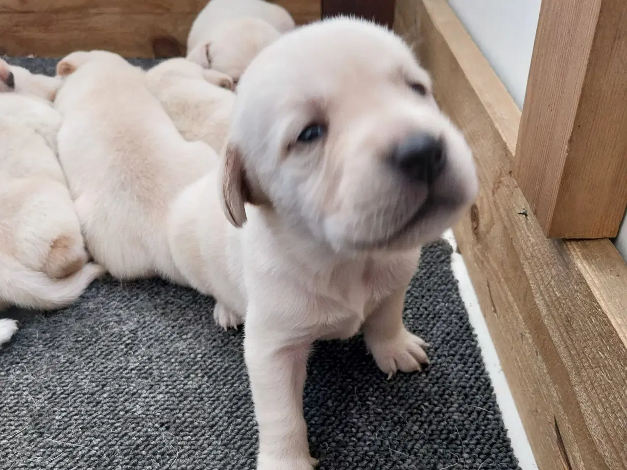 Billede 4 - Gule Labrador hvalpe.