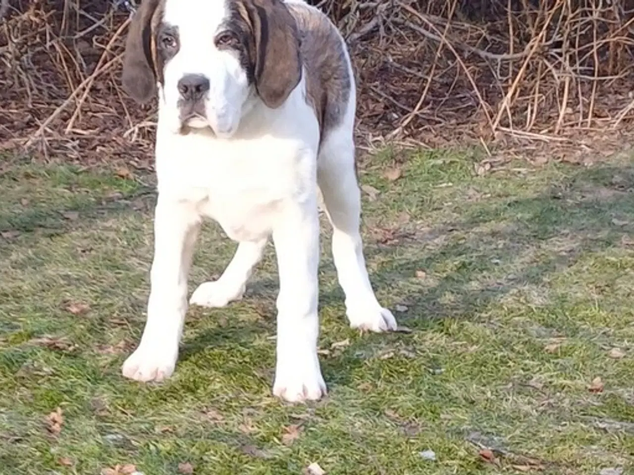 Billede 1 - Sankt bernhard, korthåret