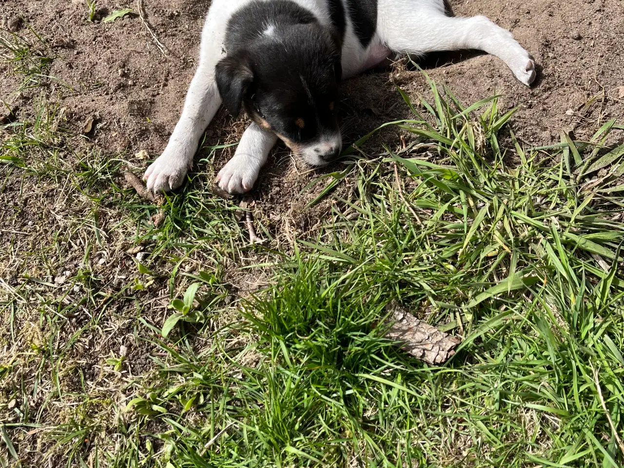 Billede 2 - Dansk svensk gårdhund