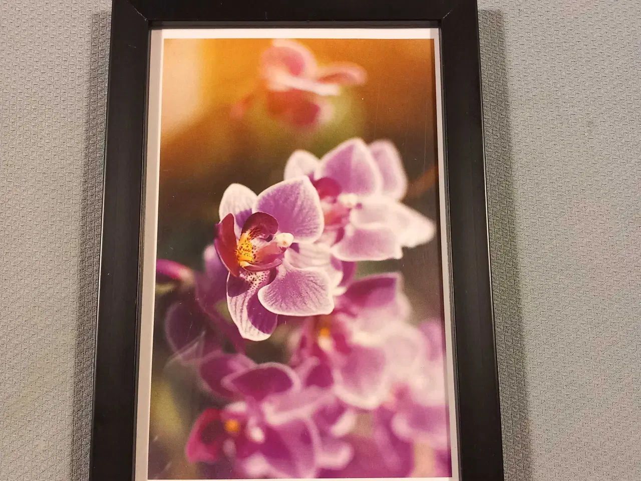 Billede 2 - Forskellige blomster  Billeder i sort ramme
