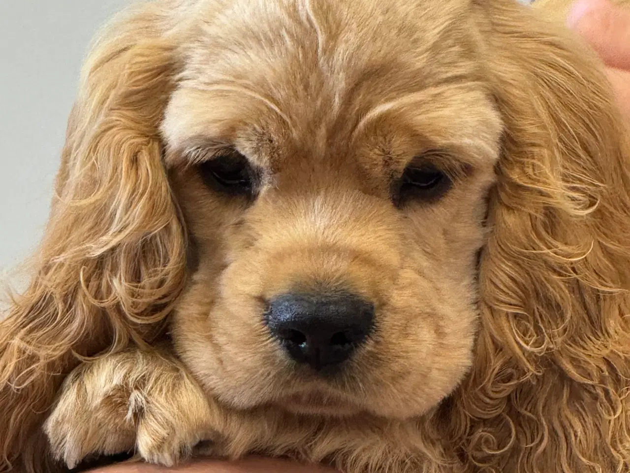 Billede 10 - Rejseklar 🧳 Skønne Amerikanske Cockerspaniel 