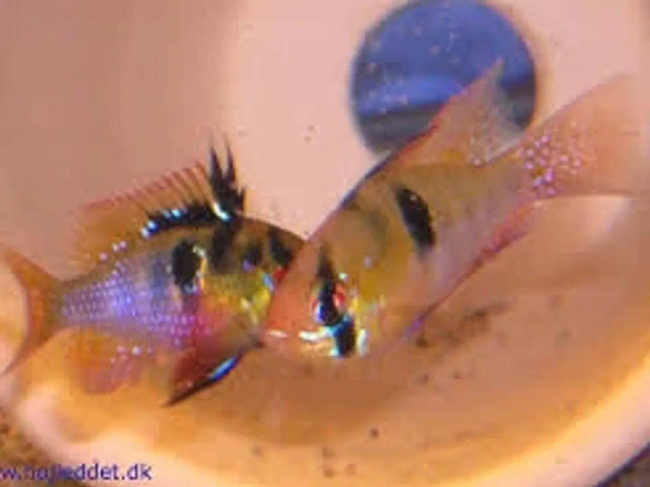 Billede 1 - SOMMERFUGLE CICH. ALM. (3-3,5 CM) FÅ MÆNGDE RABAT